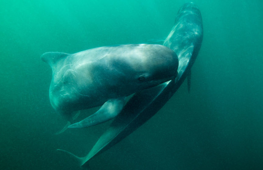 Nick-Hawkins-pilot-whales-9332-Edit-900x560-1-aspect-ratio-548-355