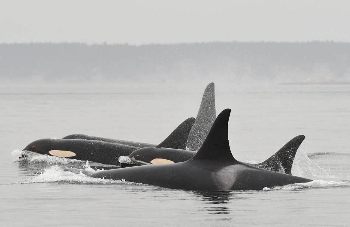 salish-sea-orcas-southern-resident-killer-whale-L-pod-1200x745-1-aspect-ratio-548-355
