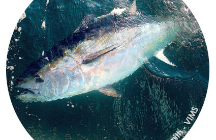 tuna-aspect-ratio-548-355