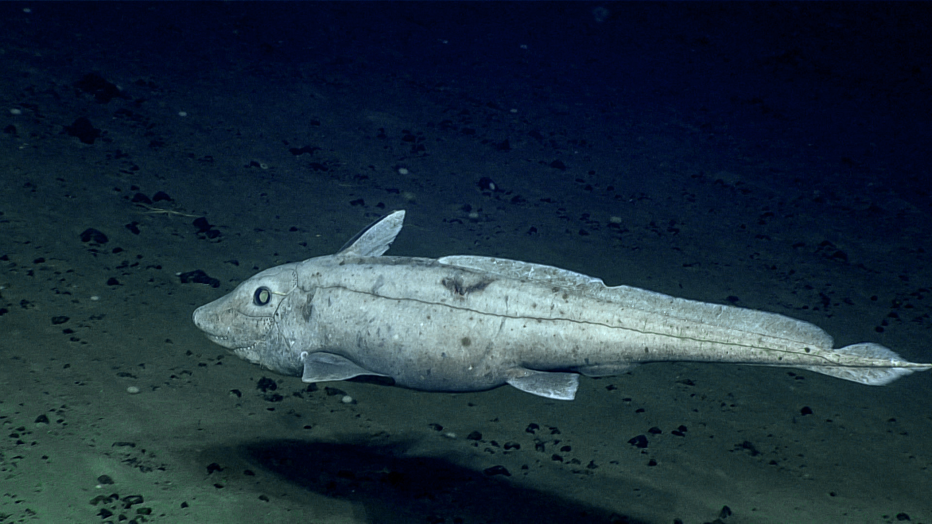 Deep Connections 2019: Exploring Atlantic Canyons and Seamounts