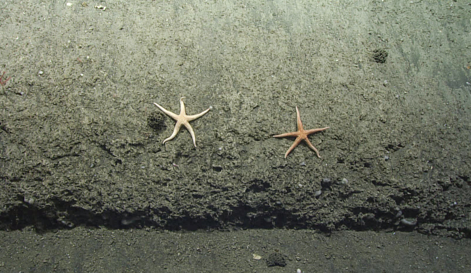 Deep Connections 2019: Exploring Atlantic Canyons and Seamounts